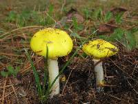 Amanita elongata image