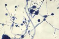 Acremonium argemonis image