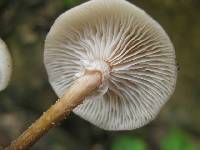 Armillaria puiggarii image