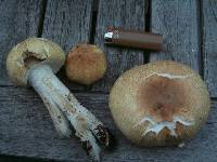 Agaricus status image