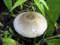 Agaricus status image