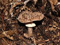 Amanita nothofagi image