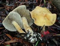 Agrocybe putaminum image