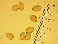 Agrocybe putaminum image