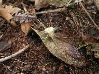 Akanthomyces coleopteri image