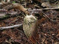 Akanthomyces coleopteri image