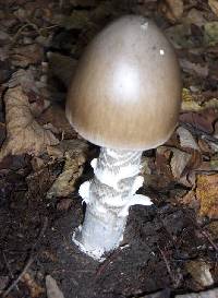 Amanita subjunquillea image