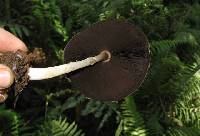 Agaricus status image