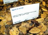 Agaricus arorae image