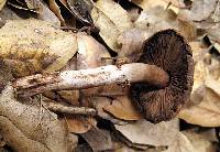 Agaricus arorae image