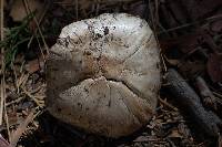 Agaricus agrinferus image