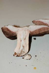 Agaricus agrinferus image