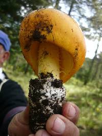 Amanita yema image