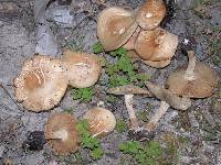 Agrocybe putaminum image