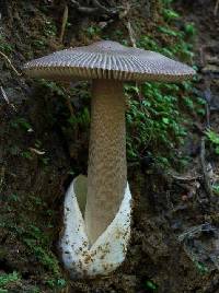 Amanita pekeoides image