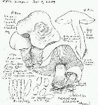 Agrocybe putaminum image