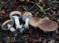 Agaricus status image