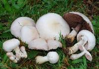 Agaricus status image