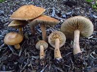 Agrocybe putaminum image