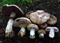 Agaricus ambiformis image