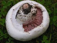 Agaricus ambiformis image