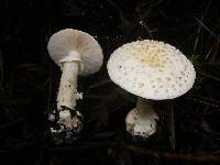 Amanita ochrophylloides image