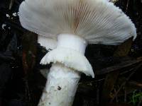 Amanita ochrophylloides image