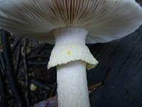 Amanita ochrophylloides image