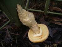 Amanita ochrophylla image