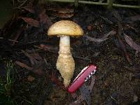 Amanita ochrophylla image