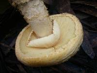 Amanita ochrophylla image