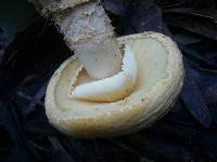 Amanita ochrophylla image