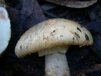 Amanita ochrophylla image