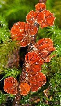 Anthracophyllum nigrita image