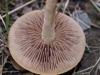 Agrocybe putaminum image