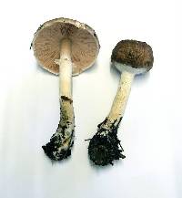 Agaricus subrutilescens image