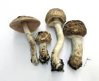 Agaricus subrutilescens image