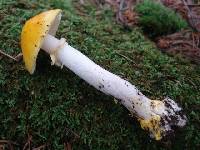 Amanita elongata image