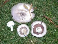 Agaricus californicus image