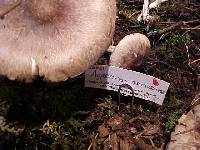 Agaricus subrutilescens image