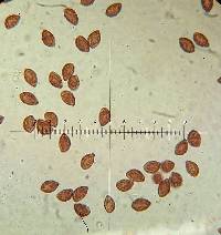 Agaricus rufoolivaceus image