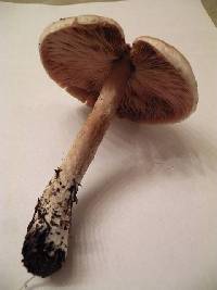 Agaricus subrutilescens image