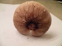 Agaricus subrutilescens image