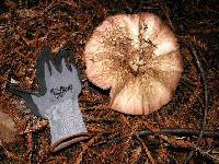 Agaricus subrutilescens image