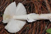 Amanita xylinivolva image