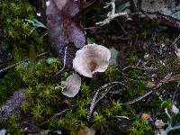 Arrhenia spathulata image