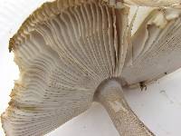 Amanita battarrae image