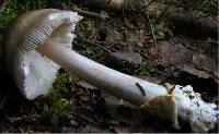 Amanita battarrae image