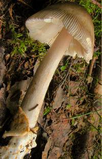 Amanita battarrae image