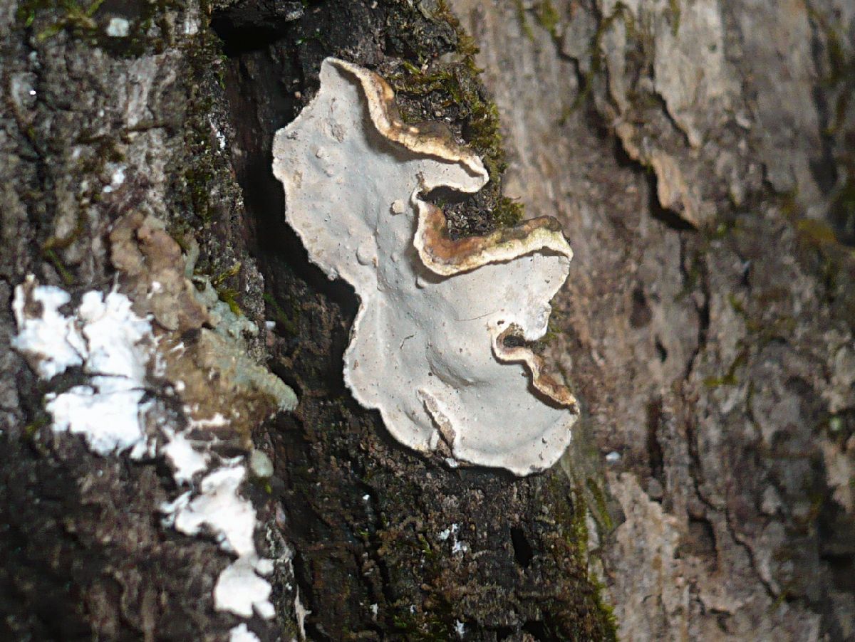 Aleurodiscus patellaeformis image